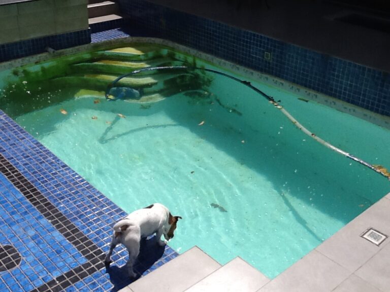 3 cowrie before 768x576